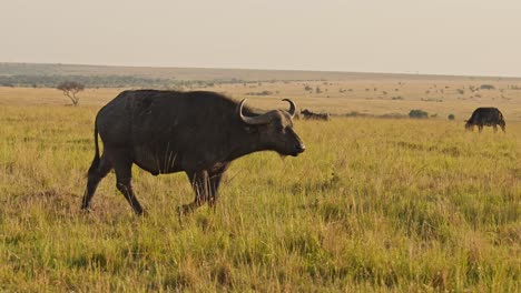 African-Buffalo-Walking-in-a-Herd,-Africa-Animals-on-Wildlife-Safari-in-Masai-Mara-in-Kenya-at-Maasai-Mara-in-Savannah-Landscape-Scenery,-Steadicam-Tracking-Following-Gimbal-Shot