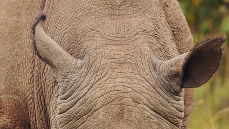 Closeup-detail-of-African-Wildlife-Rhino-ears-while-grazing-in-Maasai-Mara-National-Reserve,-Kenya,-Masai-Mara-North-Conservancy