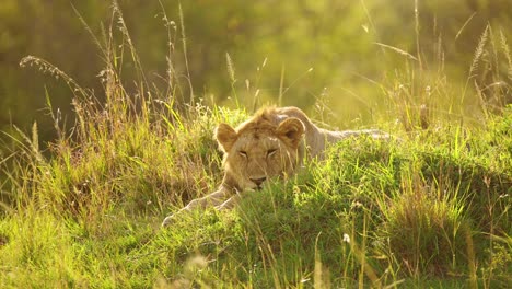 Young-male-lion-resting-on-grassy-mound-in-low-light-as-sun-goes-down,-tired-yawn-resting,-Big-5-five-African-Wildlife-in-Maasai-Mara-National-Reserve,-Kenya