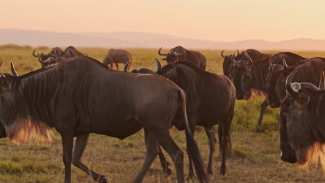 Zeitlupe-Einer-Gnuherde-Auf-Der-Großen-Wanderung-In-Afrika-Zwischen-Der-Masai-Mara-In-Kenia-Und-Der-Serengeti-In-Tansania,-Afrikanische-Wildtiere,-Die-Im-Orangefarbenen-Sonnenuntergang-Und-In-Der-Goldenen-Stunde-Des-Sonnenuntergangs-Spazieren