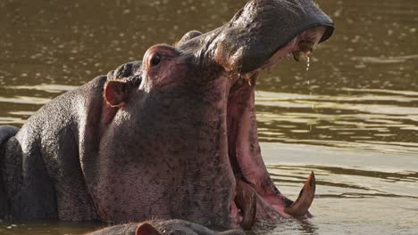 Hippo-Yawning-Opening-Mouth-Wide-Open-Showing-Teeth,-African-Wildlife-Masai-Mara-River-Animals-in-Kenya,-Hippos-in-the-Water-in-Maasai-Mara-National-Reserve,-Africa