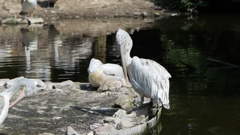 Tranquil-scenes:-white-pelicans-relaxing-and-preening-in-the-Zoo