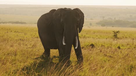 Slow-Motion-of-Elephant-Matriarch,-Beautiful-African-Wildlife-Animals-in-Africa-in-Masai-Mara-on-Safari-in-Kenya,-Steadicam-Gimbal-Tracking-Panning-Shot-Following-Elephants-in-Maasai-Mara
