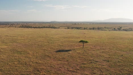 Aerial-drone-shot-of-Maasai-Mara-Africa-Landscape-Scenery-of-Savanna-Plains-and-Grassland,-Acacia-Trees-High-Up-View-Above-Masai-Mara-National-Reserve-in-Kenya,-Wide-Establishing-Shot-Flying-Over