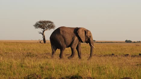 Slow-Motion-of-African-Elephant,-Africa-Wildlife-Animals-in-Masai-Mara-National-Reserve,-Kenya,-Steadicam-Gimbal-Tracking-Shot-of-Elephants-Walking-Grazing-and-Feeding-in-the-Savanna