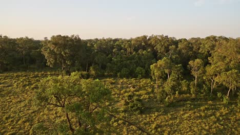 Africa-Scenery-Aerial-Shot-of-Beautiful-Forest-Landscape-and-Trees-in-Amazing-Golden-Sun-Light,-Masai-Mara-in-Kenya-from-Hot-Air-Balloon-Ride-Flight-View-From-Above-Slowly-Flying-Over-African-Nature