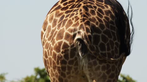 Slow-Motion-Shot-of-Giraffe-close-up-rear-walking,-tail-flicking,-African-Wildlife-in-Maasai-Mara-National-Reserve,-Kenya,-Africa-Safari-Animals-in-Masai-Mara-North-Conservancy