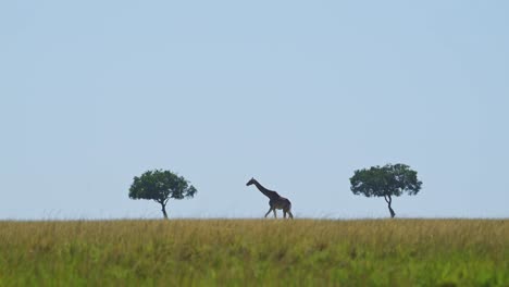 Giraffe-walking-between-acacia-trees,-central-composition,-massai-mara-nature,-African-Wildlife,-Kenya,-Africa-Safari-Animals-in-Masai-Mara-North-Conservancy