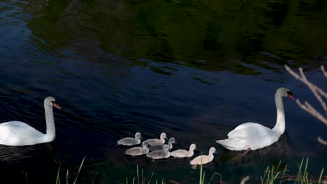 swans-swimming-in-a-pond-lake-with-baby-swans