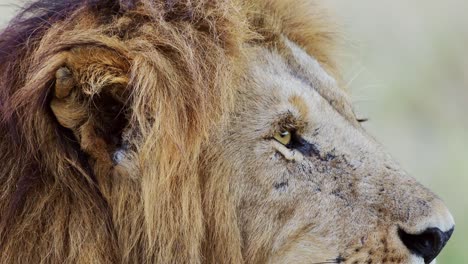 Male-lion-eye-close-up-animal-detail,-African-Safari-Wildlife-in-Maasai-Mara-National-Reserve-in-Kenya,-Africa,-Masai-Mara-National-Park-in-Beautiful-Mara-North-Conservancy