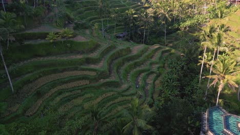 Tegallalang-Rice-Terrace:-A-Charm-of-the-Green-in-Ubud---Bali,-Indonesia