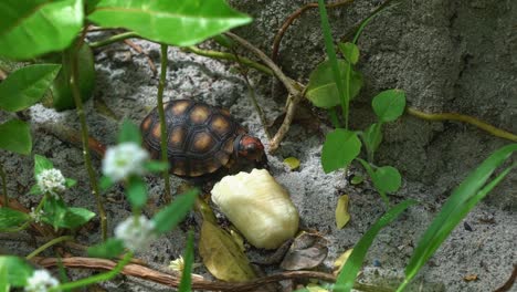 Close-up-above-shot-of-a-small-baby-red-spotted-tortoise-turtle-chewing-next-to-a-piece-of-banana-from-the-sandy-floor-of-a-garden-on-a-beach-house-in-Rio-Grande-do-Norte-in-Northeastern-Brazil