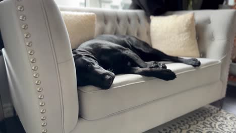 Schwarzer-Labrador-Hund-Schläft-Auf-Einer-Cremefarbenen-Couch