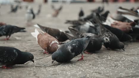 Beautiful-Flock-Of-Pigeons-Feeding-On-The-Ground-At-The-Plaza-In-San-Cristobal-Cathedral,-Chiapas-Mexico