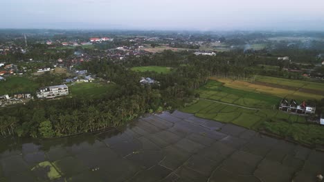 Volando-Sobre-Una-Plantación-De-Arrozales-En-El-Campo-De-Ubud,-Bali---Indonesia