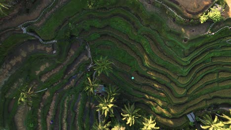 top-view-of-the-beautiful-rice-terraces-in-Ubud,-Bali---Indonesia