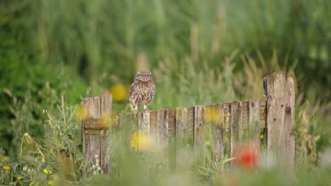 Wide-shot-of-a-juvenile-Little-Owl-sitting-on-a-wooden-gate-among-wildflowers-then-a-parent-arrives-to-feed-it-before-flying-off,-slow-motion