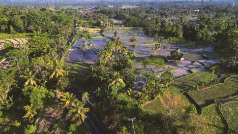 Bird-eye-view-of-rice-paddies-in-the-countryside-of-Bali---Indonesia-2023