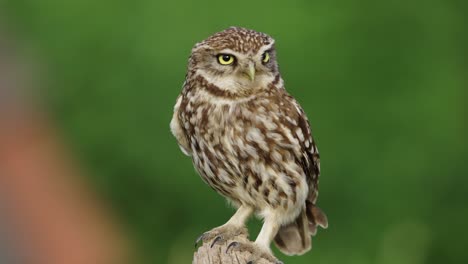 Close-up-shot-of-wild-Little-Owl-perched-on-branch-in-wilderness,-blurred-background