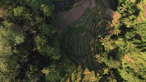 Filmische-Luftaufnahme-Der-Reisterrassen-In-Ubud,-Bali-–-Indonesien
