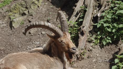 Wild-goat-Alpine-Ibex-standing-still,-Portrait-shot