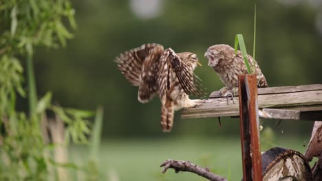 Slow-motion-shot-of-Adult-Owl-feeding-baby-Owl-and-flying-away-in-nature,-close-up