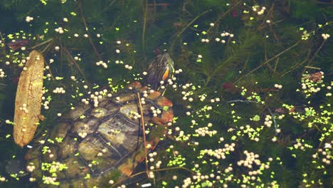 Red-eared-slider-or-red-eared-slider,-trachemys-scripta-elegans-spotted-swimming-in-the-freshwater-lake-full-of-waterweeds-and-algae,-foraging-for-invertebrates-in-the-water