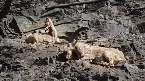 Wild-goats-Alpine-Inex-resting-in-the-middle-of-steep-rocky-terrain,-Ibex-scratching-his-back-with-the-horn