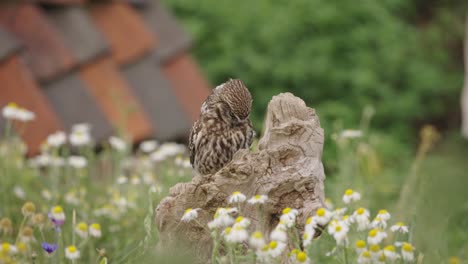 Frontal-tele-shot-of-Little-Owl-with-intense-look-sitting-on-log-in-lush-meadow