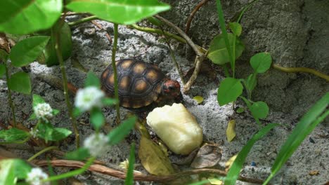 Close-up-above-shot-of-a-small-baby-red-spotted-tortoise-turtle-standing-next-to-a-piece-of-banana-from-the-sandy-floor-of-a-garden-on-a-beach-house-in-Rio-Grande-do-Norte-in-Northeastern-Brazil