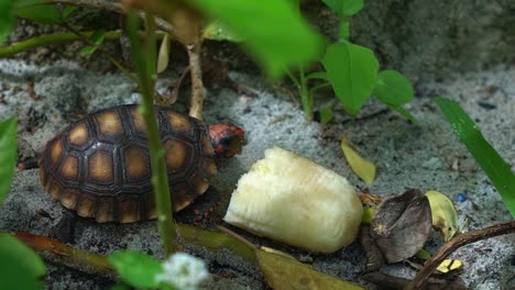 Macro-close-up-of-a-small-baby-red-spotted-tortoise-turtle-chewing-next-to-a-piece-of-banana-from-the-sandy-floor-of-a-garden-on-a-beach-house-in-Rio-Grande-do-Norte-in-Northeastern-Brazil