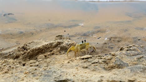 Slow-motion-shot-following-a-small-yellow-beach-crab-walking-away-from-its-hiding-hole-on-tropical-sand-with-small-wave-crashing-into-shore-in-Tibau-do-Sul-the-state-of-Rio-Grande-do-Norte,-Brazil