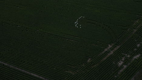 Vista-De-Pájaro-Drone-Tiro-De-Pájaros-Blancos-Volando-Sobre-Tierras-Agrícolas