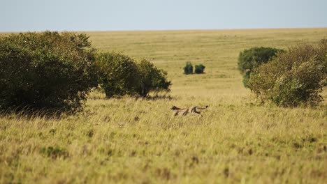 Slow-Motion-of-Cheetah-Running-Fast,-Hunting-on-a-Hunt-Chasing-Prey-in-Africa,-African-Wildlife-Safari-Animals-in-Masai-Mara,-Kenya-in-Maasai-Mara,-Amazing-Beautiful-Encounter