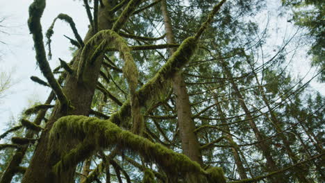 Close-up-shot-of-branches-covered-with-green-moss-in-Vancouver-rain-forest