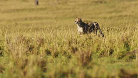 Slow-Motion-of-Cheetah-Hunting-and-a-Hunt-in-Africa,-African-Wildlife-Animals-in-Masai-Mara,-Stalking-and-Running-Chasing-after-Prey-in-Kenya-on-Safari-in-Amazing-Nature-Maasai-Mara-Encounter