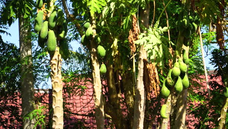 Papayas-fruit-growing-on-trees-on-Lombok-Island,-Indonesia