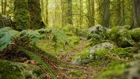 Largas-Plantas-De-Helecho-Se-Mueven-Lentamente-En-Una-Selva-Tropical-Verde-En-Canadá