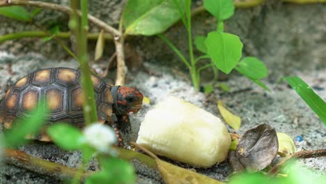 Macro-close-up-of-a-small-baby-red-spotted-tortoise-turtle-taking-a-bite-out-of-a-piece-of-banana-from-the-sandy-floor-of-a-garden-on-a-beach-house-in-Rio-Grande-do-Norte-in-Northeastern-Brazil