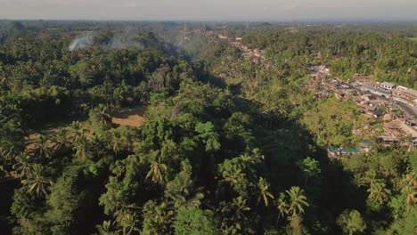 Luftaufnahme-Von-Kokospalmen-Und-Reisfeldern-Am-Morgen,-Ubud,-Bali---Indonesien