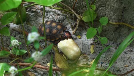 Close-up-above-shot-of-a-small-baby-red-spotted-tortoise-turtle-taking-a-bite-out-of-a-piece-of-banana-from-the-sandy-floor-of-a-garden-on-a-beach-house-in-Rio-Grande-do-Norte-in-Northeastern-Brazil