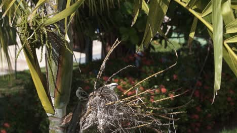 Zeitlupe-Eines-Vogelbabys,-Das-An-Einem-Warmen,-Sonnigen-Sommertag-Aus-Seinem-Nest-Springt,-Das-Auf-Einer-Exotischen-Tropischen-Palme-Im-Bundesstaat-Pernambuco-Im-Nordosten-Brasiliens-Gebaut-Wurde