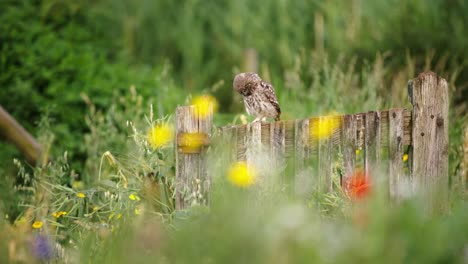 Little-Owl-sitting-and-feeding-baby-chick-at-the-wooden-fence,-Selective-focus