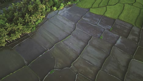aerial-looking-down-of-rice-paddies-surrounded-by-coconut-trees-with-birds-flying-over-it-in-Ubud,-Bali---Indonesia