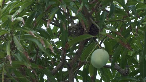 Looking-up-at-a-tropical-birds-nest-in-a-large-mango-tree-with-a-single-ripe-mango-dangling-next-to-it-in-the-exotic-state-of-Rio-Grande-do-Norte-in-Northeastern-Brazil-on-a-warm-summer-day