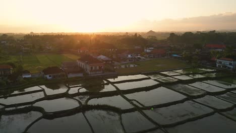 Puesta-De-Sol-Dorada-En-Una-Plantación-De-Arrozales-De-Ubud,-Bali---Indonesia,-Vista-Aérea