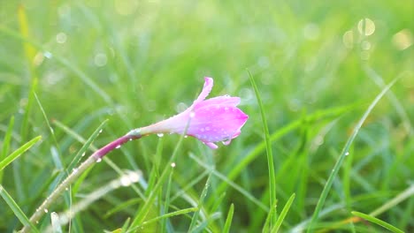 Es-Gibt-Eine-Rosa-Blume-Und-Gras-Mit-Wassertropfen-Darauf