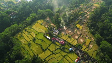 Aerial-top-down-of-asian-rice-field-plantation-in-Ubud-during-golden-sunset-located-on-hilltop---Drone-establishing-shot