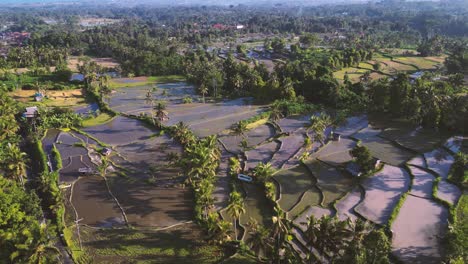 Ein-Grünes-Reisfeld-Auf-Bali-Bei-Sonnenuntergang-Aus-Der-Vogelperspektive---Ubud---Indonesien