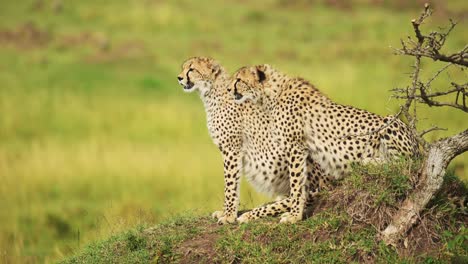 Fauna-Africana-De-Dos-Guepardos-En-áfrica,-Guepardos-En-Montículos-De-Termitas-En-Masai-Mara,-Animales-De-Safari-De-Kenia-En-El-Paisaje-De-Sabana-De-Maasai-Mara,-Sentados-Y-Mirando-A-Su-Alrededor